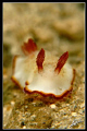   MUCK diving Khao Lak  